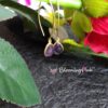 Violet Daisy Drops